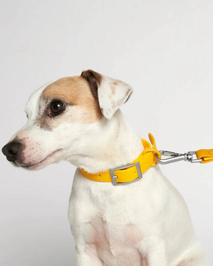 Petypure Dog Collar