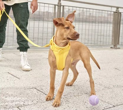 Petypure Dog Walking Kit