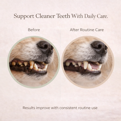 Petypure Dental Care Wipes